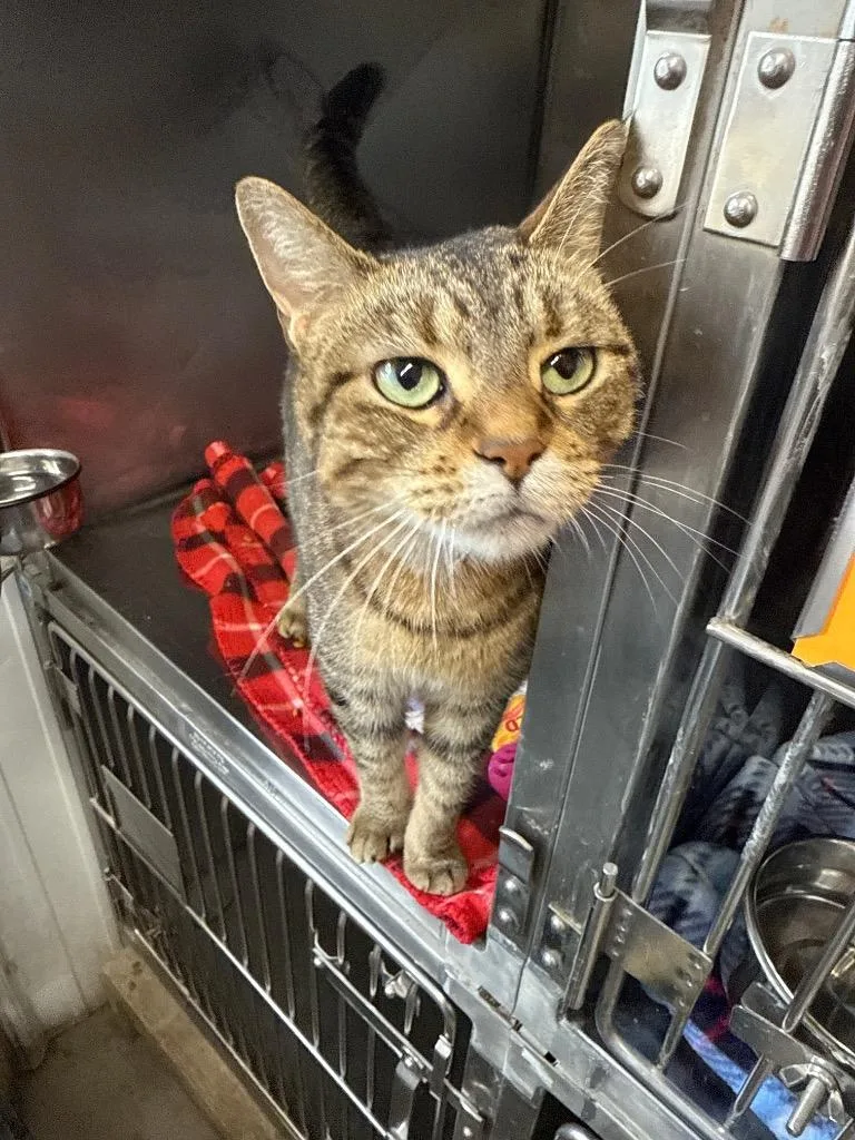 An adult medium-sized female Domestic Short Hair cat named Aztec for adoption in Virginia, MN