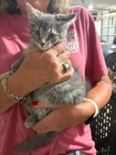 A baby medium-sized male Gray / Blue / Silver Domestic Short Hair cat named Marshmellow for adoption in Lemoyne, PA