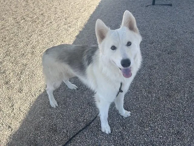 An adult large-sized male Husky dog named Kevin for adoption in Mesa, AZ