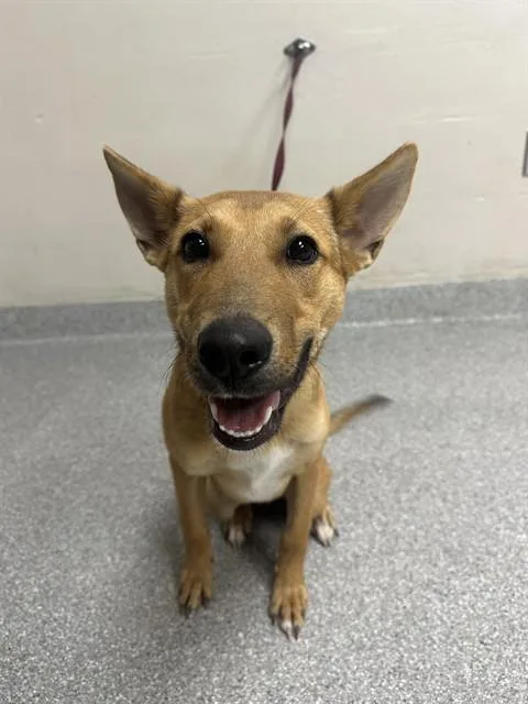 A young small-sized female German Shepherd Dog dog named Daki for adoption in Pasadena, TX