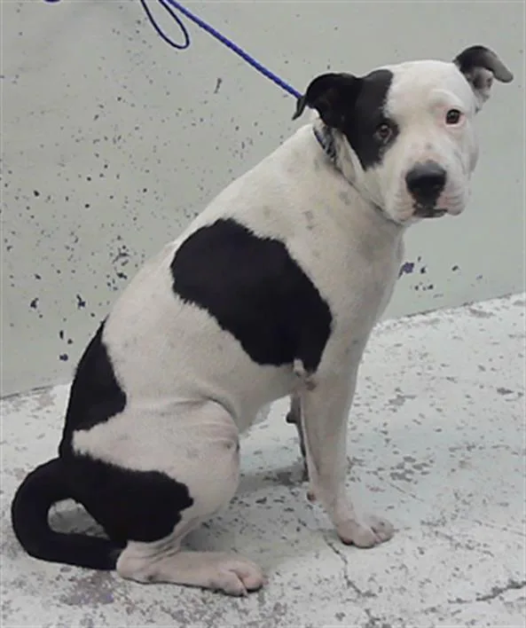 A young medium-sized female Staffordshire Bull Terrier dog named Sissy for adoption in Houston, TX