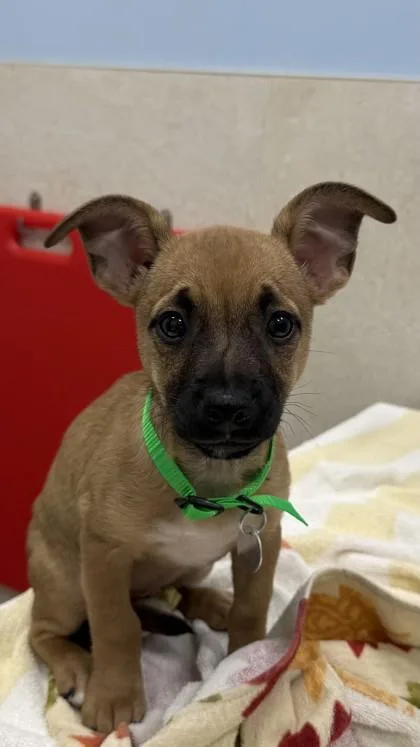 A baby small-sized female Terrier dog named Buttercup for adoption in Honolulu, HI