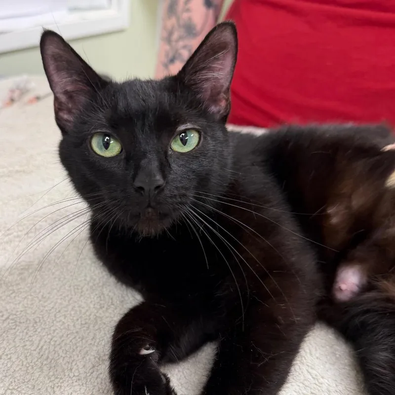 An adult medium-sized female Black Domestic Short Hair cat named O'reily for adoption in East Smithfield , PA