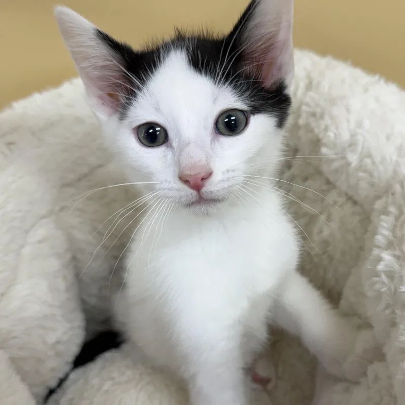 A young medium-sized male Black & White / Tuxedo Domestic Short Hair cat named Waffles for adoption in Park Rapids, MN