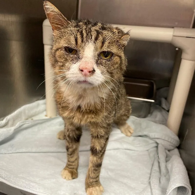 A senior medium-sized male Domestic Short Hair cat named Peter for adoption in Roanoke, VA
