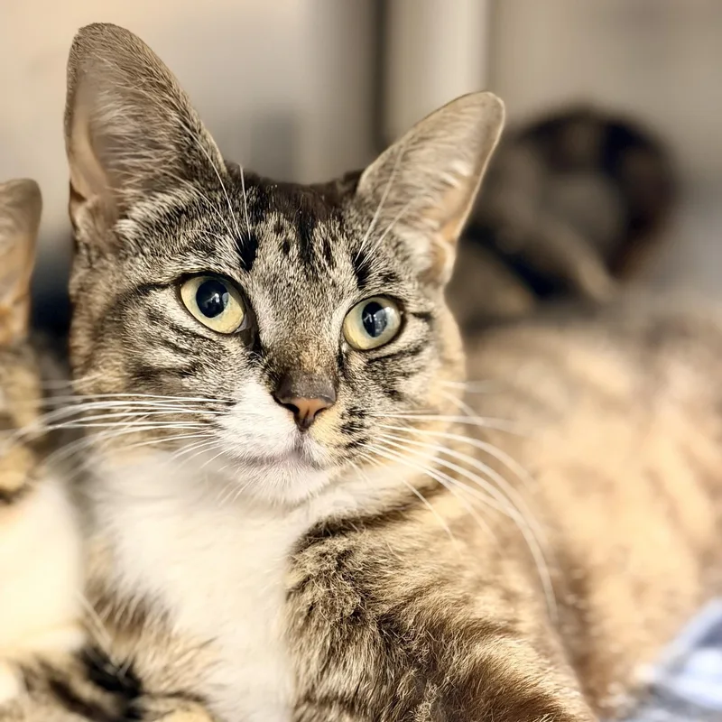 An adult medium-sized female Tabby (Brown / Chocolate) Domestic Short Hair cat named Lily for adoption in Manahawkin, NJ