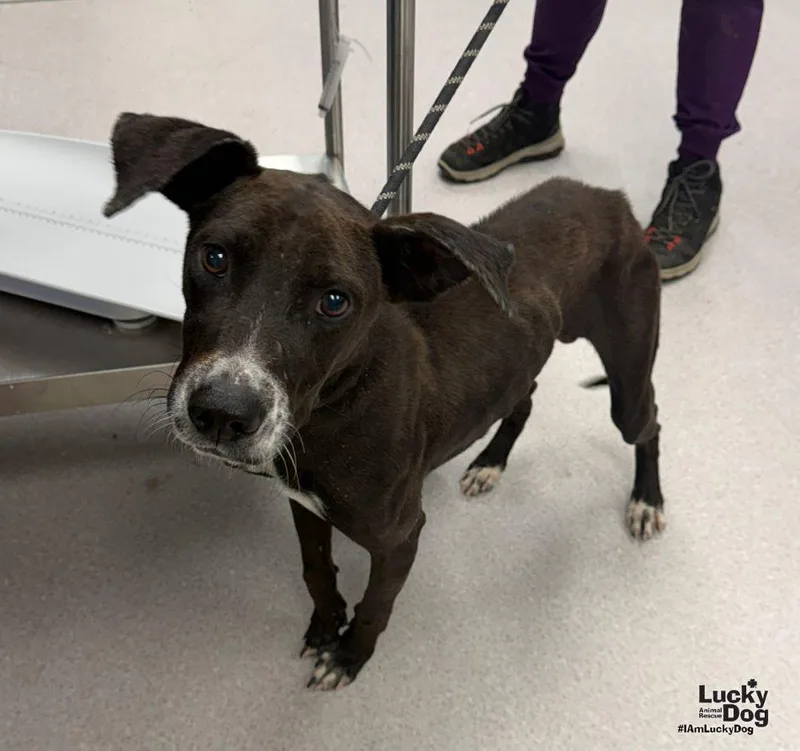 A young medium-sized male Labrador Retriever dog named Chicky for adoption in Washington, DC