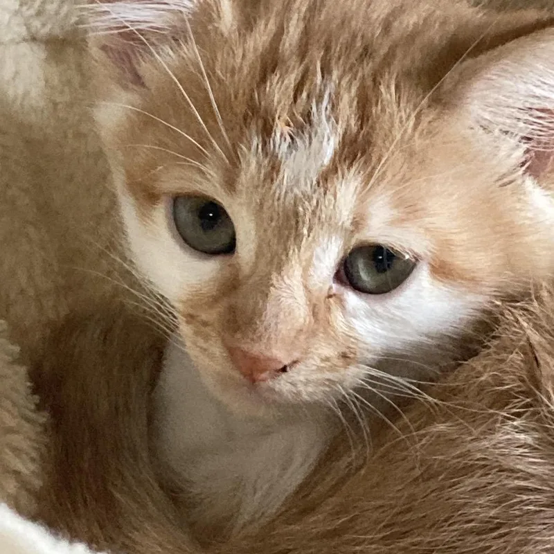 A baby small-sized male Orange / Red Domestic Short Hair cat named Thor for adoption in Franklin, TN