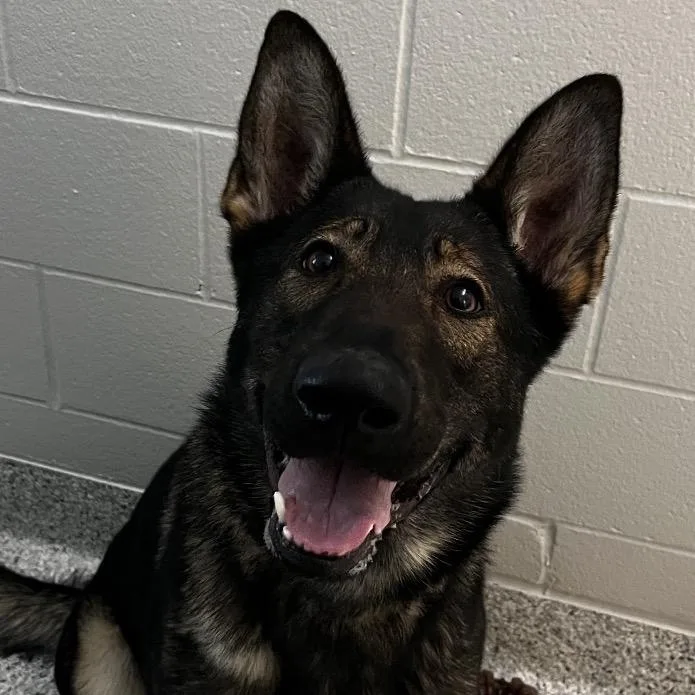An adult large-sized female Black German Shepherd Dog dog named Ruger for adoption in Fort Wayne, IN