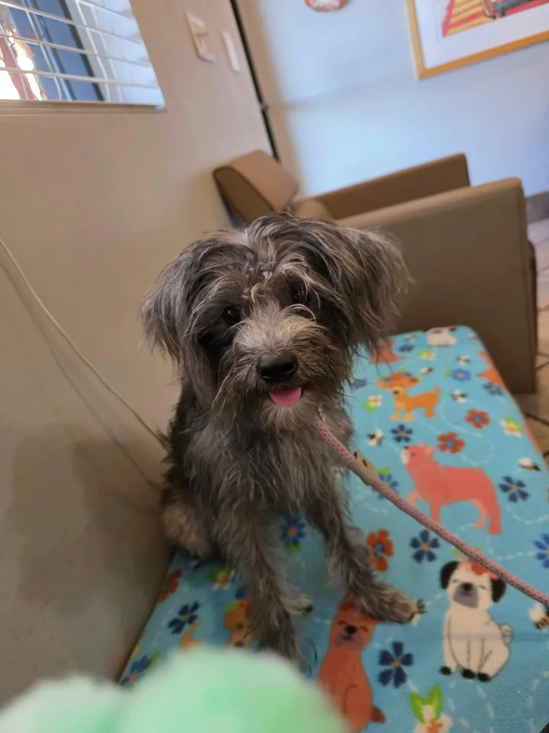 A young small-sized female Gray / Blue / Silver Havanese dog named Pink for adoption in Phoenix, AZ