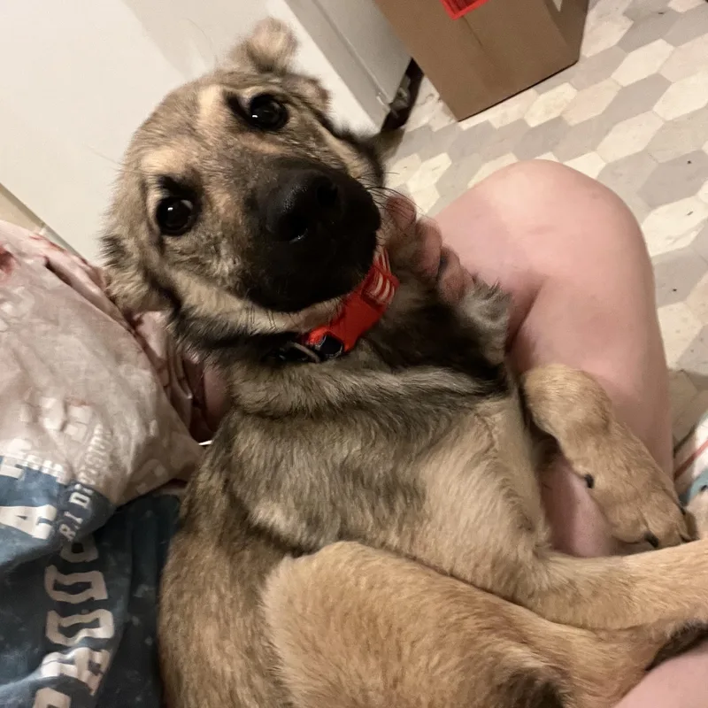 A young medium-sized male Brown / Chocolate German Shepherd Dog dog named Goose for adoption in Fort Collins, CO