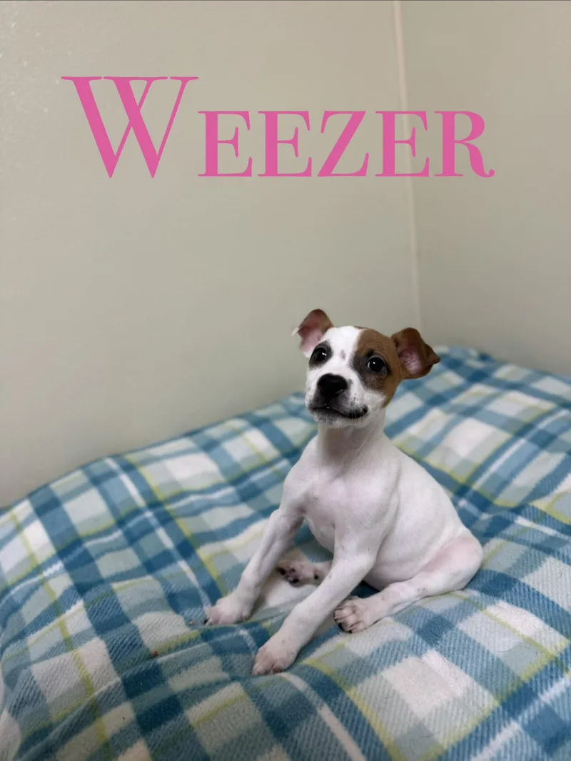 A baby medium-sized female White / Cream Mixed Breed dog named Weezer for adoption in Douglas, MA