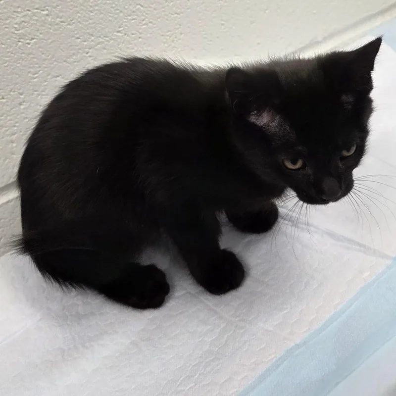 A baby small-sized female Black Domestic Short Hair cat named Chaca for adoption in Chattanooga, TN