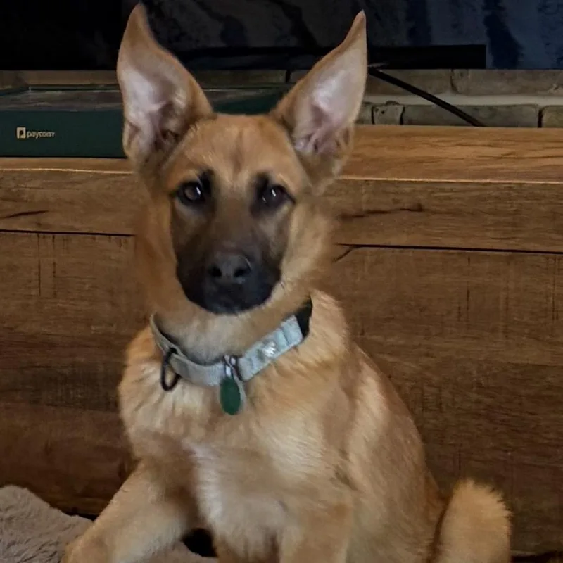 A young small-sized male Yellow / Tan / Blond / Fawn Mixed Breed dog named Quarter for adoption in Buffalo, MN