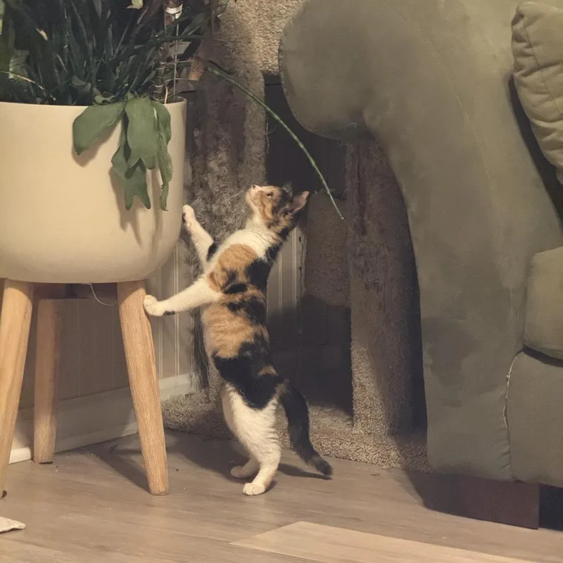 A baby small-sized female Calico Domestic Short Hair cat named Poppy for adoption in Carmel, IN