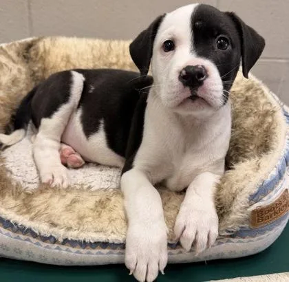 A baby medium-sized male Pit Bull Terrier dog named Rhett Thomas for adoption in Batavia, OH