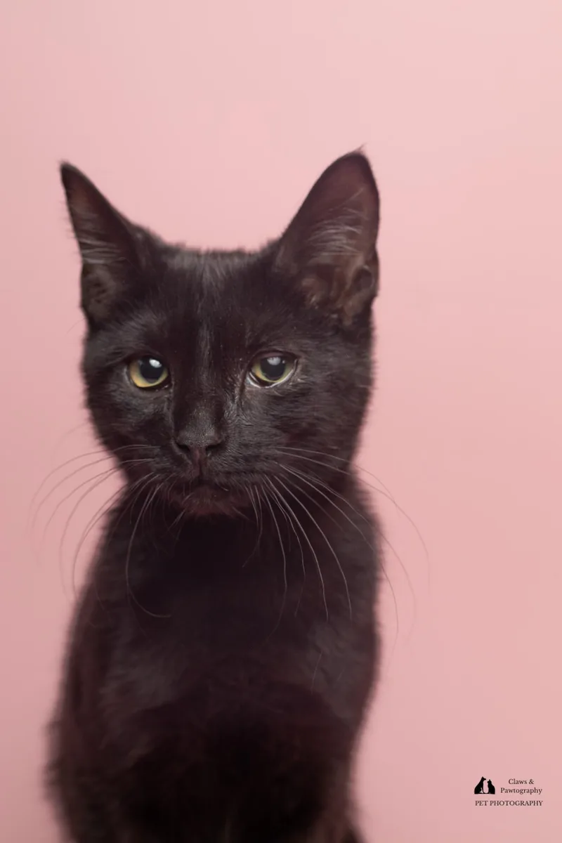 A baby medium-sized male Black & White / Tuxedo Domestic Short Hair cat named Trey at Fat Cat for adoption in Tallahassee, FL