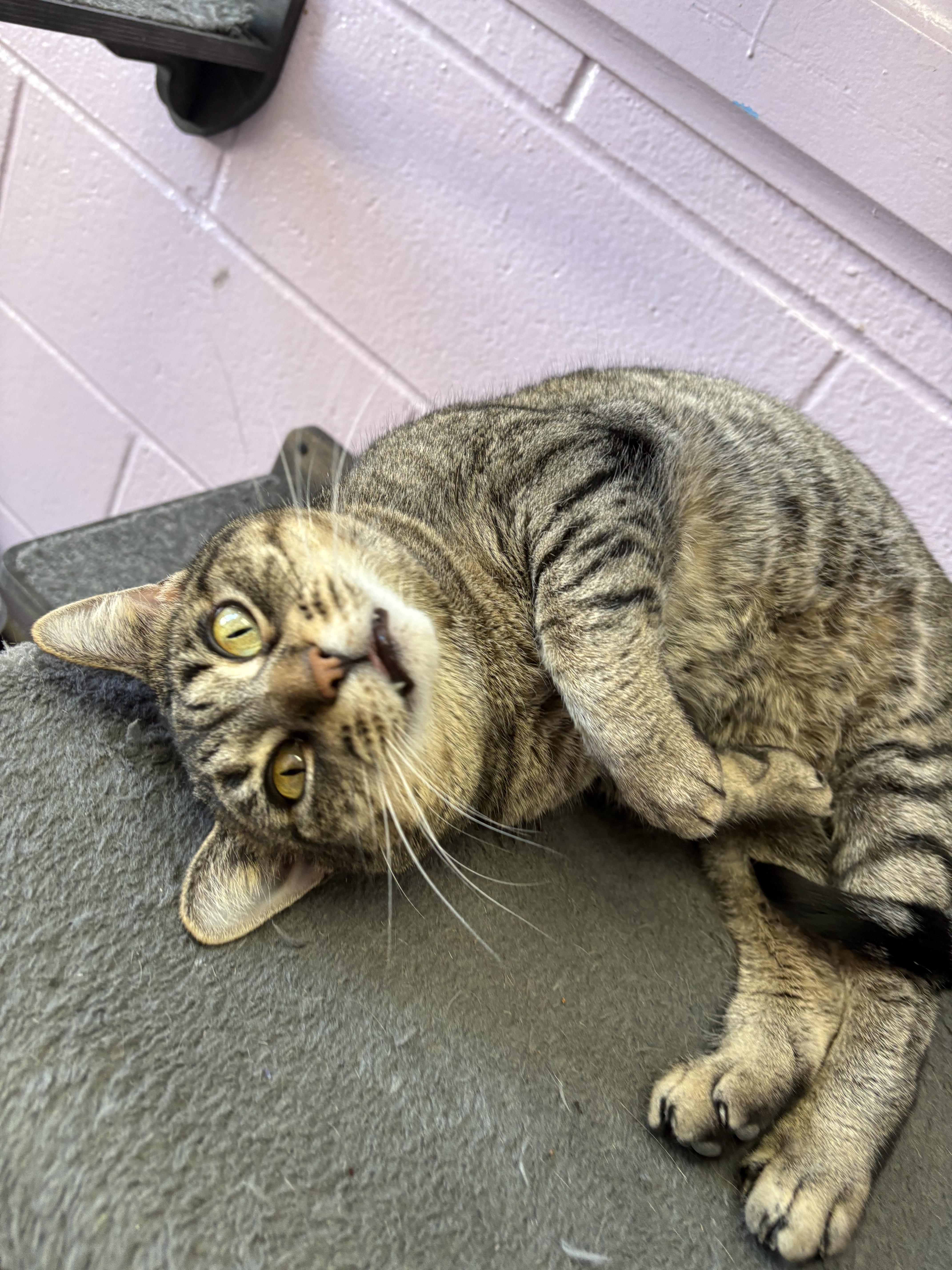 A young medium-sized female Tabby (Brown / Chocolate) Domestic Short Hair cat named Cinnamon for adoption in Wantagh, NY