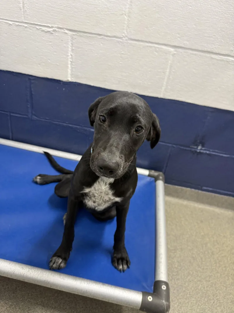 A young medium-sized female Mixed Breed dog named Sora mo AVA for adoption in Sterling, MA