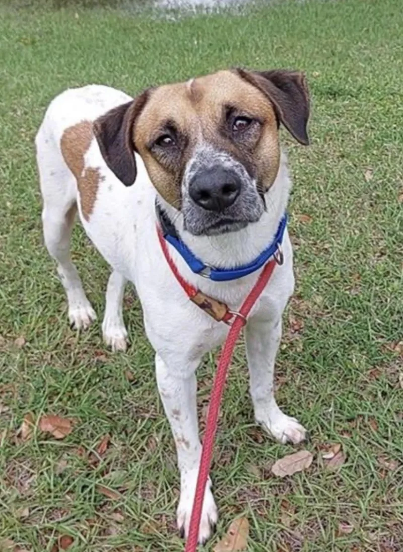 An adult medium-sized male Foxhound dog named Harrison for adoption in Fort Lauderdale, FL