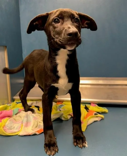 A baby small-sized female Rhodesian Ridgeback dog named Darby for adoption in Conroe, TX
