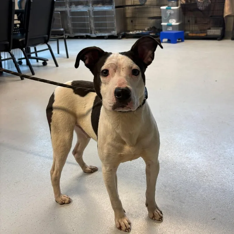 An adult medium-sized male White / Cream Mixed Breed dog named Clark for adoption in Huntington, WV
