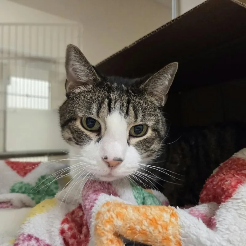 A senior large-sized male Domestic Short Hair cat named Jakey for adoption in Ballston Spa, NY