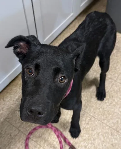 A baby medium-sized female Labrador Retriever dog named Cleo for adoption in St. Anne, IL