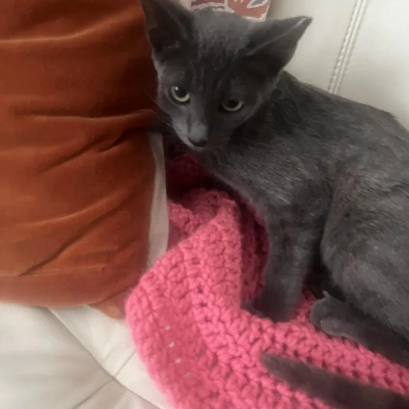A baby small-sized female Russian Blue cat named Little Rose for adoption in Parkland, FL