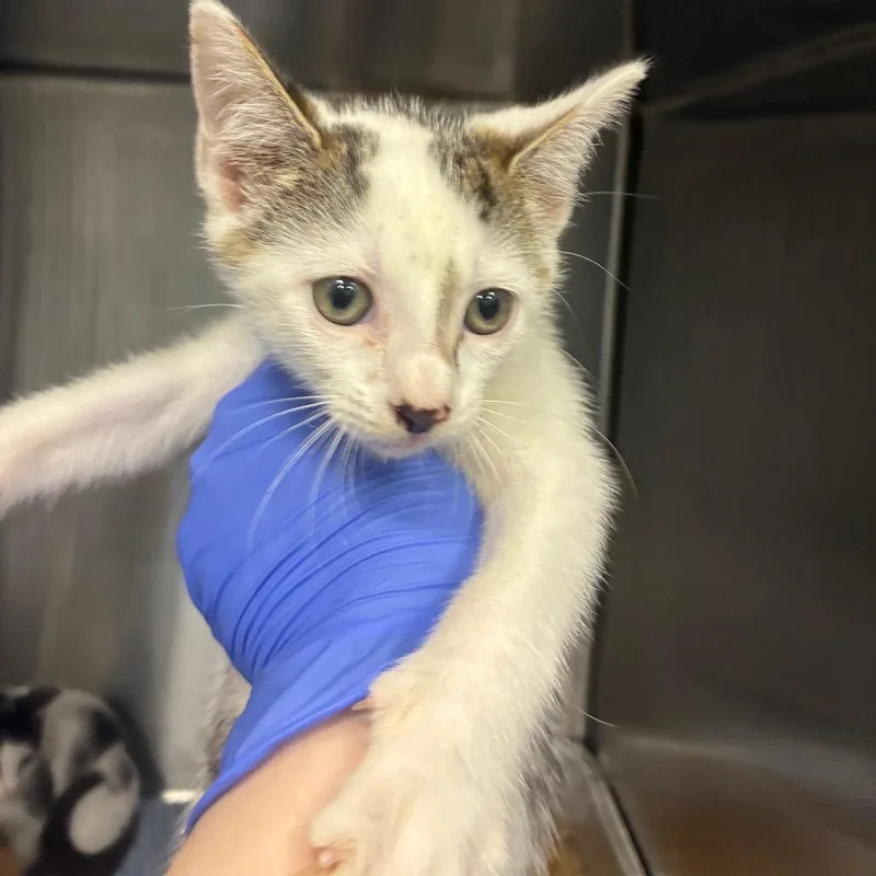 A baby small-sized male Domestic Short Hair cat named Waning for adoption in Greensboro, NC
