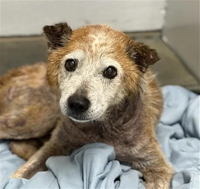 A senior medium-sized male Australian Cattle Dog / Blue Heeler dog named Elmer for adoption in Conroe, TX