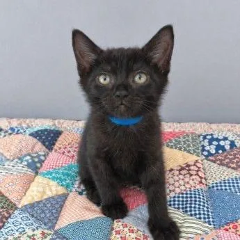 A baby small-sized male Black Domestic Short Hair cat named Austin for adoption in Buffalo, MN