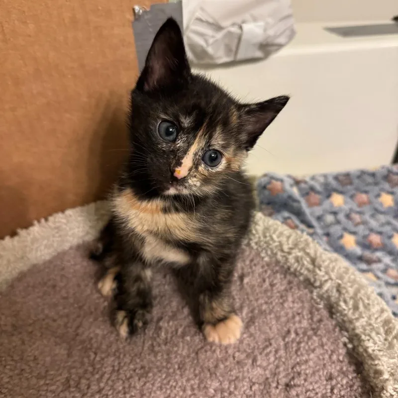 A baby small-sized female Tortoiseshell Domestic Short Hair cat named Laurie for adoption in Houston, TX