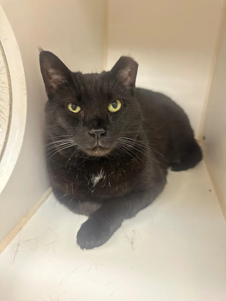 An adult medium-sized female Domestic Short Hair cat named WalkerSunshine for adoption in Johnson City, TN