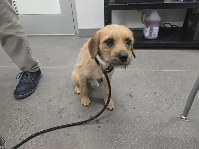 A young small-sized male Border Terrier dog named Leonardo for adoption in Mesa, AZ