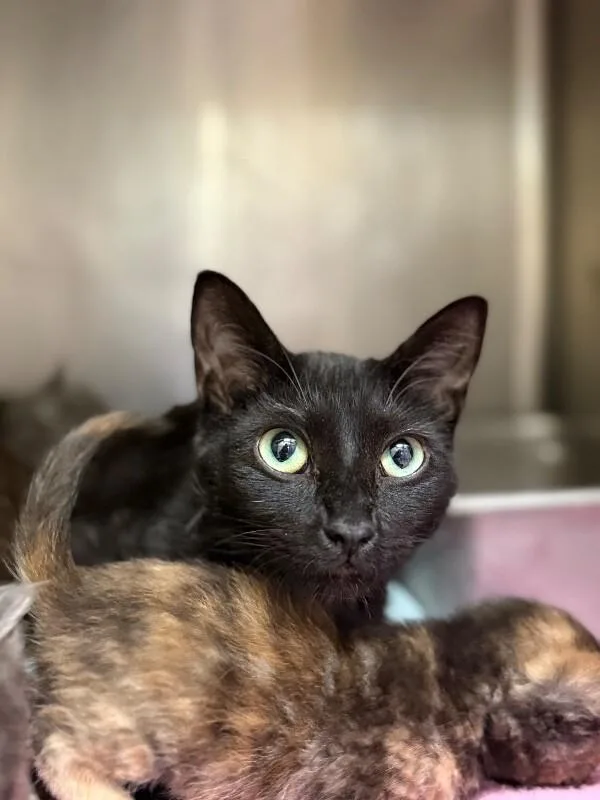An adult medium-sized female Black Domestic Short Hair cat named Rosie for adoption in Disputanta, VA