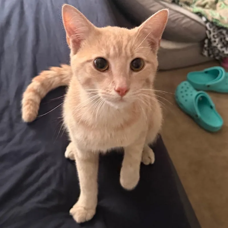 An adult medium-sized male Orange / Red Domestic Short Hair cat named Swiper for adoption in Wilmington, DE