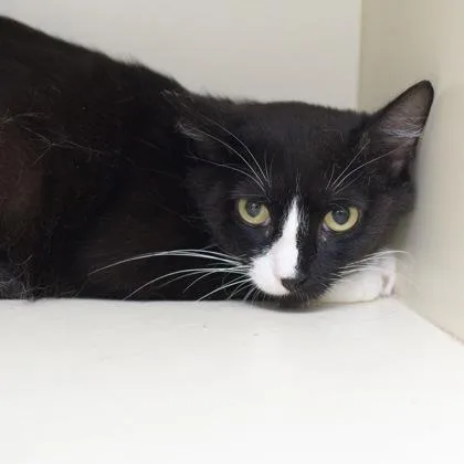 A young medium-sized female Domestic Short Hair cat named Stacy for adoption in Verona, WI