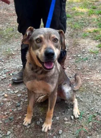 A young medium-sized male Brown / Chocolate Hound dog named Jinx for adoption in Washington DC, DC