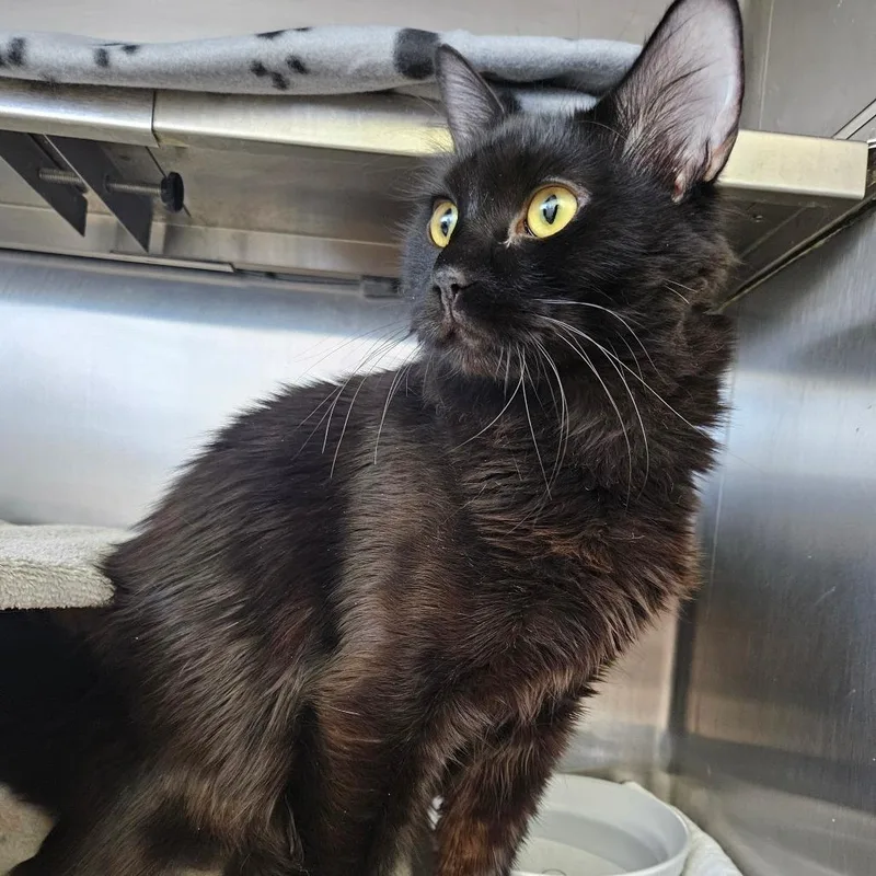 An adult medium-sized female Black Domestic Short Hair cat named Kassidy for adoption in Dover, NH