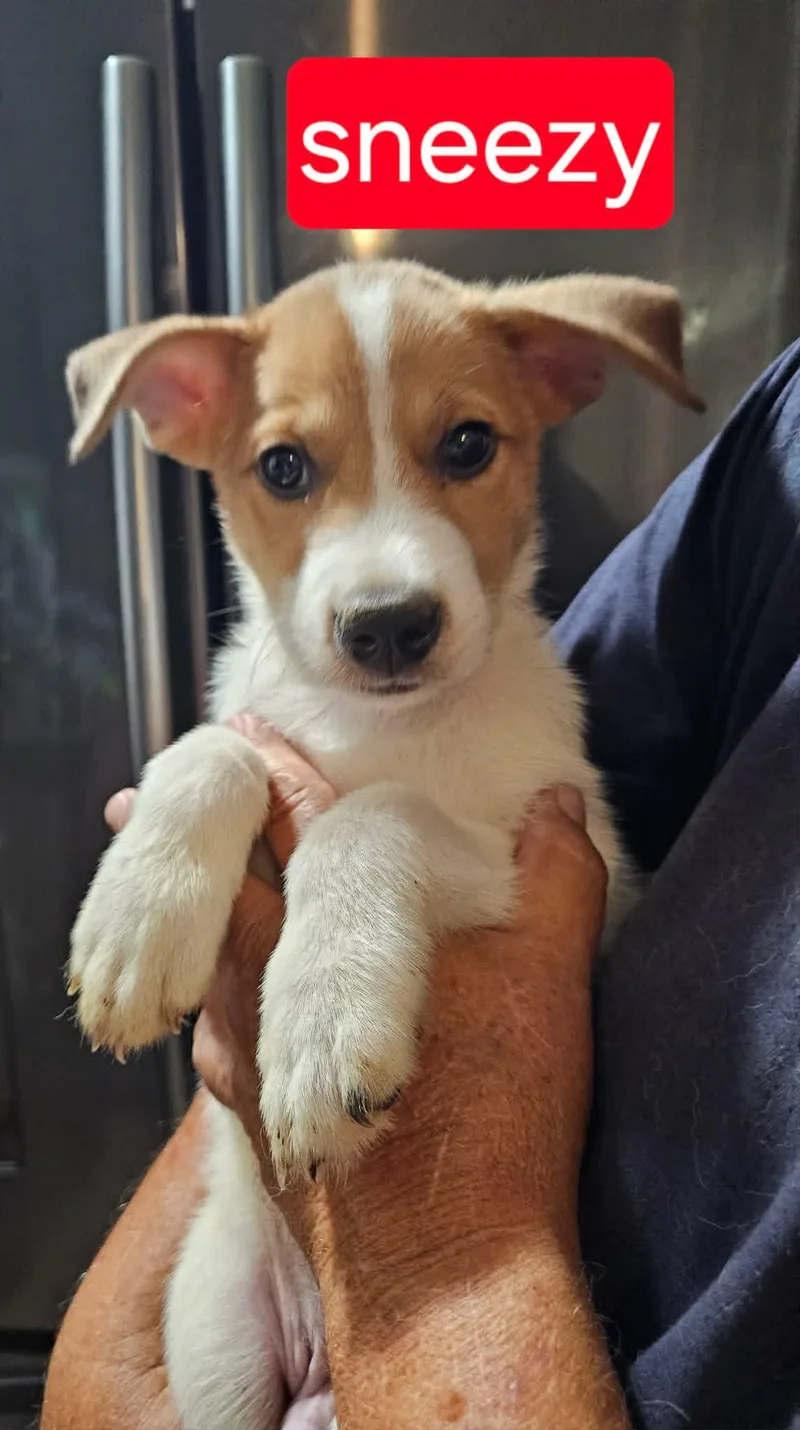 A baby medium-sized female Cattle Dog dog named Sneezy for adoption in Fort Worth, TX