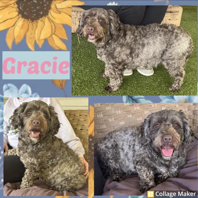An adult small-sized female Miniature Poodle dog named Gracie for adoption in Clearfield, PA