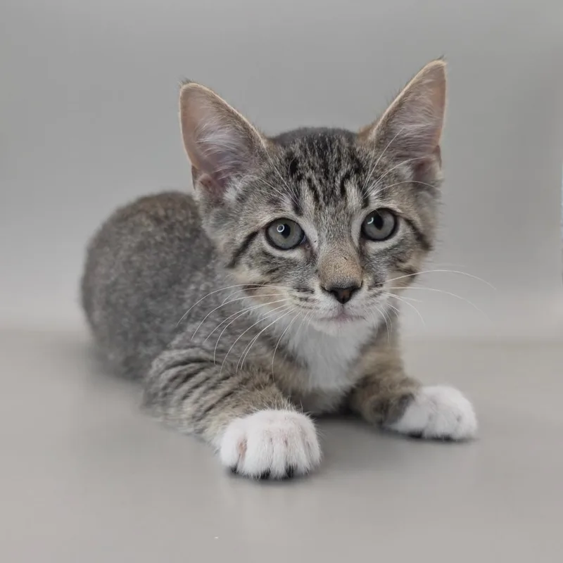 A baby small-sized female Gray / Blue / Silver Domestic Short Hair cat named Bonnie for adoption in Williston, FL
