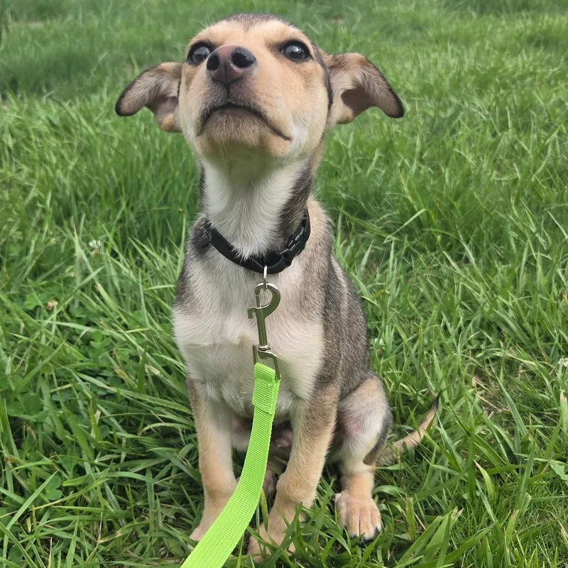 A baby medium-sized male Yellow / Tan / Blond / Fawn Mixed Breed dog named Cosmos for adoption in Centralia, WA