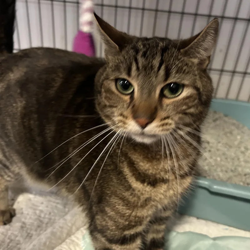 An adult large-sized male Tabby (Brown / Chocolate) Domestic Short Hair cat named Leo for adoption in Brooklyn, NY