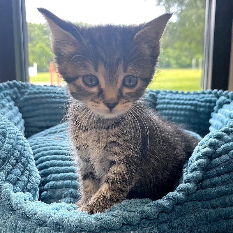 A baby medium-sized female Tabby (Brown / Chocolate) Domestic Short Hair cat named Elowen for adoption in Kansas City, KS
