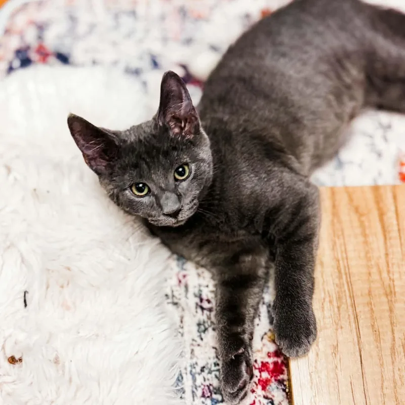 A baby medium-sized male Gray / Blue / Silver Domestic Short Hair cat named Rainier for adoption in Kentwood, MI