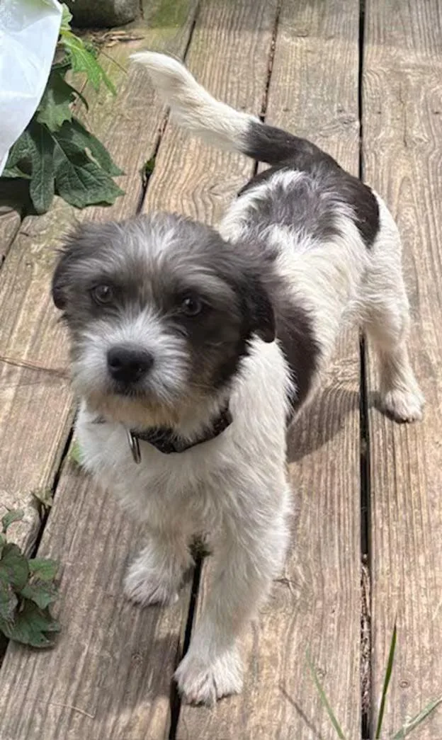 An adult small-sized male Black Shih Tzu dog named Spangle for adoption in Watertown, CT