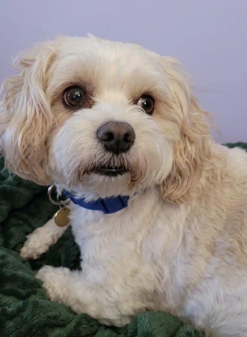 An adult small-sized male Tricolor (Brown, Black, & White) Cavachon dog named Clark for adoption