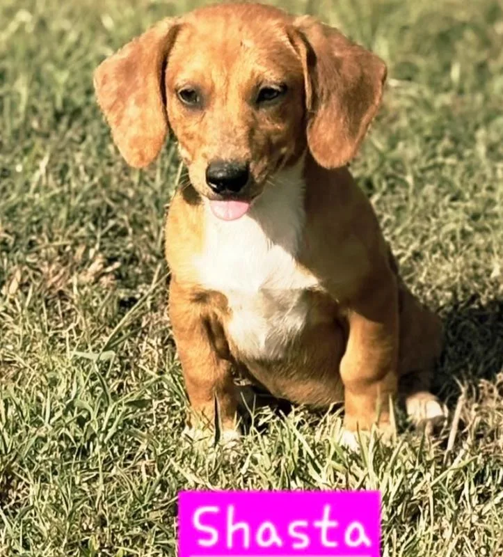 A baby small-sized female Brown / Chocolate Dachshund dog named Shasta for adoption in Norfolk, MA